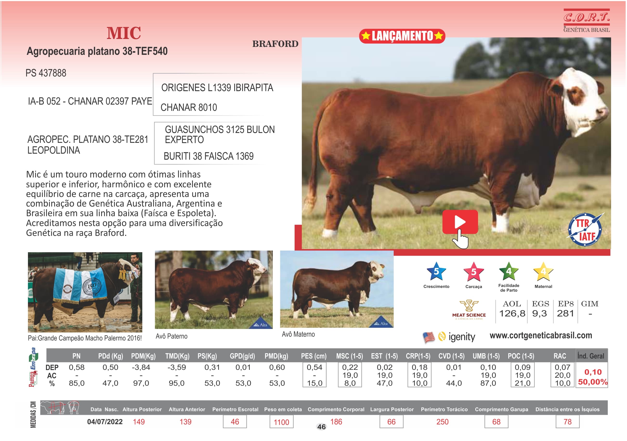 Touro MIC da raça Braford