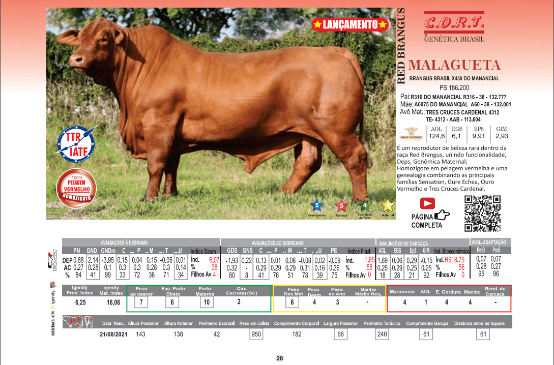 Touro Malagueta da raça Red Brangus