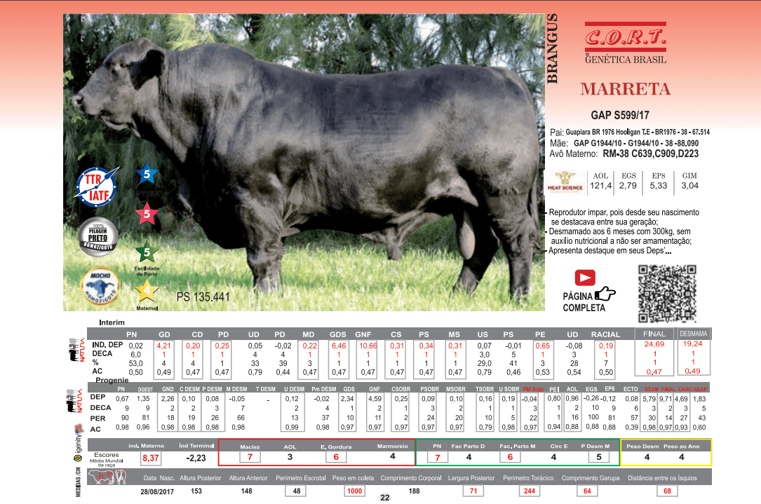 Touro Marreta da raça Brangus