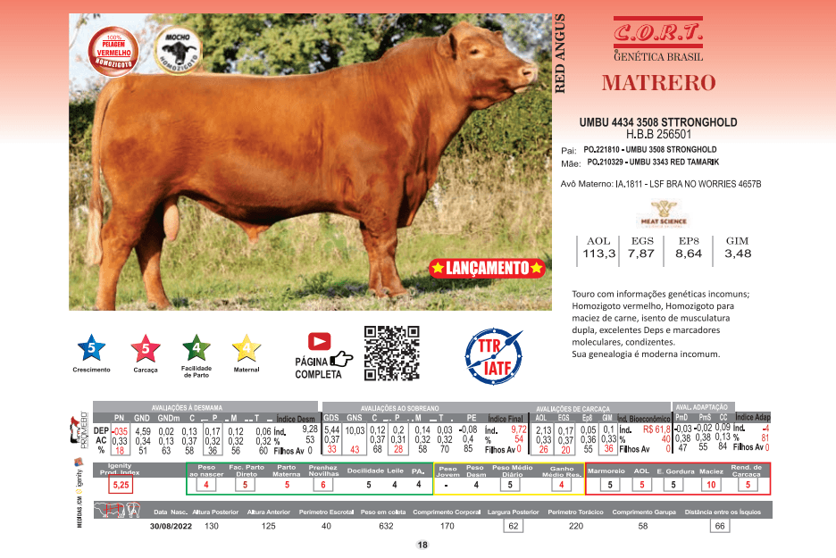 Touro Matrero da raça Red Angus