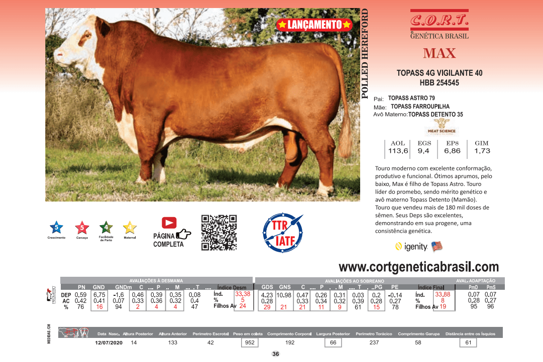 Touro MAX da raça Polled Hereford