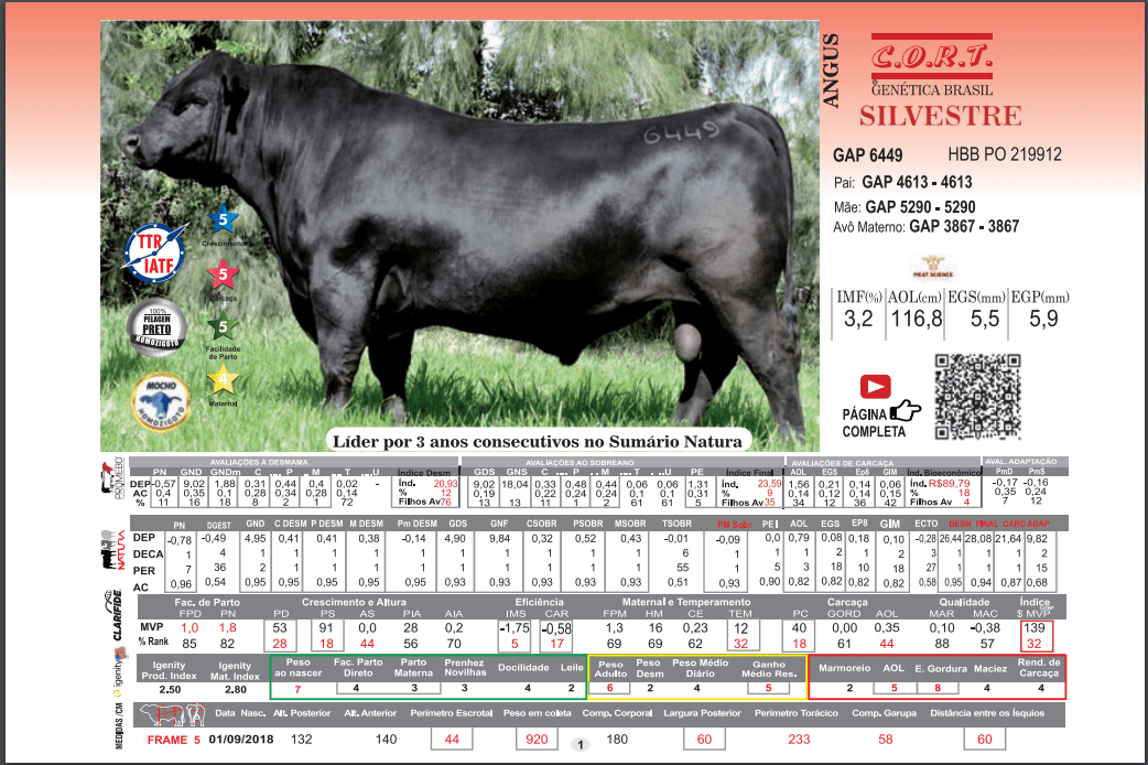 Touro Silvestre da raça Angus